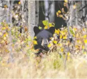  ?? MIKE DREW / POSTMEDIA NEWS FILES ?? A black bear is seen west of Claresholm, Alta. Over 3 per
cent of poll respondent­s would attack this bear first.