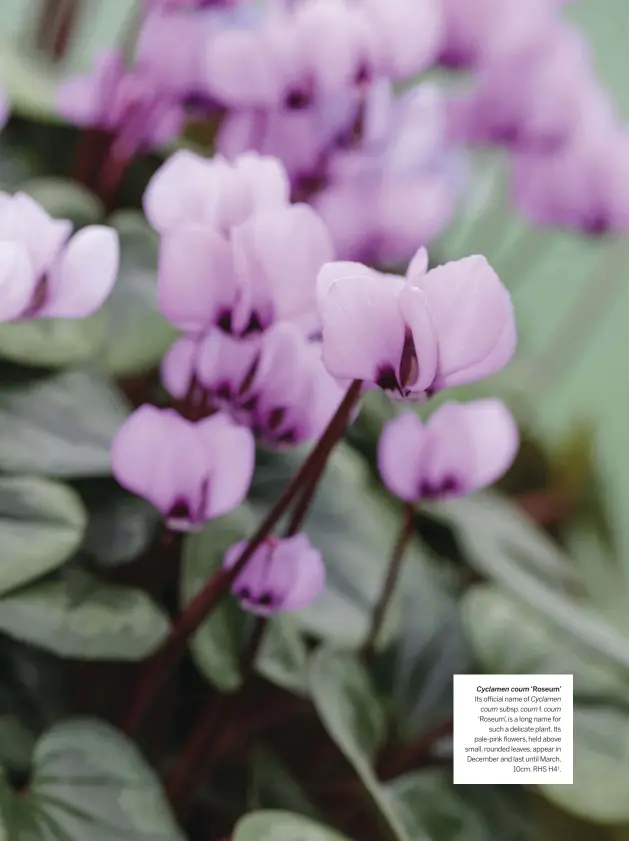  ??  ?? Cyclamen coum ‘Roseum’
Its official name of Cyclamen coum subsp. coum f. coum ‘Roseum’, is a long name for such a delicate plant. Its pale-pink flowers, held above small, rounded leaves, appear in December and last until March. 10cm. RHS H4†.