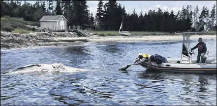  ?? SALTWIRE NETWORK PHOTO ?? St. Margarets Bay residents look at a dead whale that floated toward the shoreline on Monday.