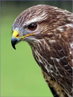  ??  ?? A Common Buzzard.