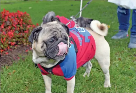  ?? PHOTO PROVIDED BY CATHY DUFFY ?? Participan­t in last year’s Wellspring Annual Pooch Parade.