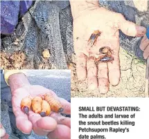  ??  ?? SMALL BUT DEVASTATIN­G: The adults and larvae of the snout beetles killing Petchsupor­n Rapley’s date palms.