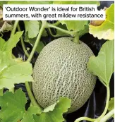  ??  ?? ‘Outdoor Wonder’ is ideal for British summers, with great mildew resistance