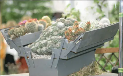  ??  ?? HANDY SOLUTION: A toolbox filled with succulents.