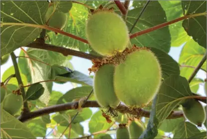  ?? PHOTOS PROVIDED TO CHINA DAILY ?? Kiwifruit at Li Xiaoyang’s plant in Shaanxi province. The province produces the largest quantity of the fruit in China.