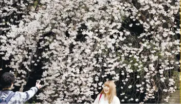  ?? AP FOTO ?? ABLOOM: Tourists visit the Shinjuku Gyoen national garden in Tokyo as cherry blossoms are at full bloom, which last only a week.