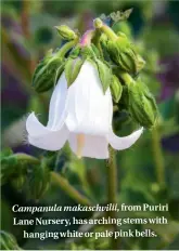  ??  ?? Campanula makaschvil­ii, from Puriri Lane Nurser y, has arching stems with hanging white or pale pink bells.