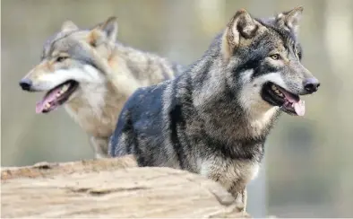  ?? DPA-ARCHIVBILD: CARSTEN REHDER ?? Hungrige Wölfe sind ein Problem für Schafhalte­r. Auch Menschen fühlen sich bedroht. Das Bild zeigt zwei Tiere in einem Tierpark.