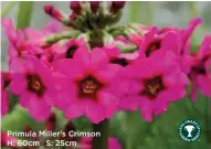  ??  ?? Primula Miller’s Crimson H: 60cm S: 25cm