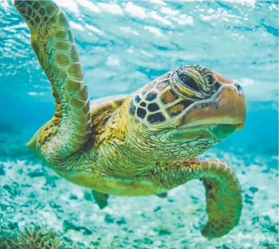  ?? Picture: ROBERT IRWIN ?? Lagoon Green Turtle, just one of a series of magical wildlife photograph­s taken by Steve Irwin’s son, Robert.