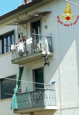  ??  ?? Sopra il cane, razza Shar Pei, rimasto appeso con la zampa posteriore alla ringhiera del balcone
A sinistra subito dopo il salvataggi­o dei vigili del fuoco