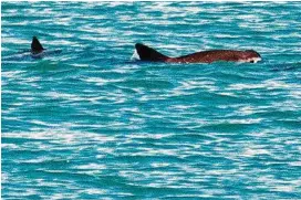  ?? Museo de la Ballena y Ciencias del Mar ?? Endangered vaquitas’ only habitat is the Gulf of California. Scientists recently spotted several adults and two calves.