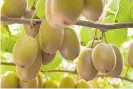  ?? ?? Banks’ lending to the horticluti­re sector, led by the kiwifruit industry, is growing 15 per cent a year.