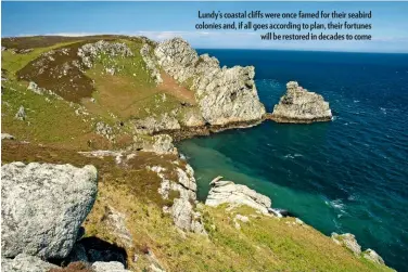  ??  ?? Lundy’s coastal cliffs were once famed for their seabird colonies and, if all goes according to plan, their fortunes will be restored in decades to come