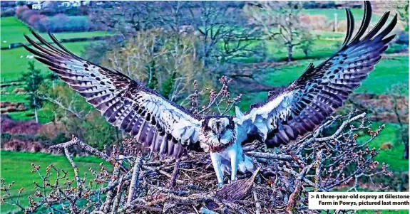  ?? WELSH GOVERNMENT ?? > A three-year-old osprey at Gilestone Farm in Powys, pictured last month