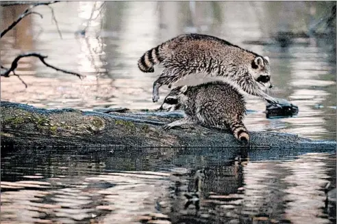  ?? E. JASON WAMBSGANS/CHICAGO TRIBUNE PHOTOS ?? Clockwise from above: Raccoons frolic at Jarvis Bird Sanctuary; a muskrat emerges from the water at Big Marsh Park; a piping plover cleans its feathers at Montrose Point.