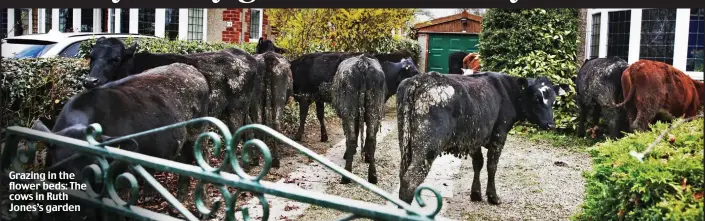  ??  ?? Grazing in the flower beds: The cows in Ruth Jones’s garden
