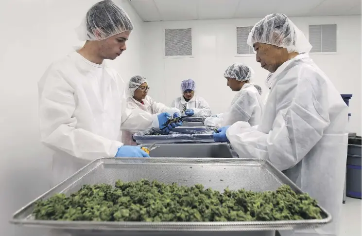  ?? DAN JANISSE/FILES ?? Medical marijuana plants are sorted during production at the Aphria greenhouse­s in Leamington, Ont. The marijuana producer plans to immediatel­y begin constructi­on on what it called a “state-of-the-art” facility that will perform various cannabis...