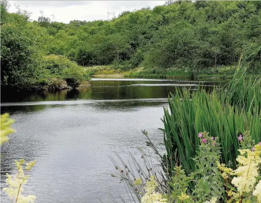  ??  ?? This photo of Jackhouse Nature Reserve in Oswaldtwis­tle was taken by Franco Sanna.