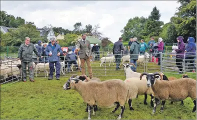  ??  ?? Tension mounts during the serious business of judging the sheep by Ben Reeves of Dingwall.