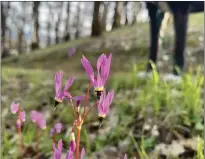  ?? ?? Shooting Stars in Low Gap Park.