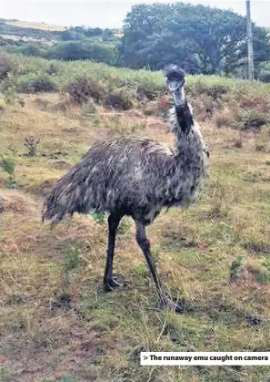  ??  ?? > The runaway emu caught on camera