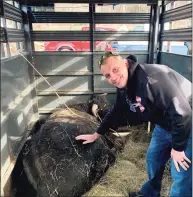  ?? Plymouth Police Department ?? Plymouth Police Capt. Ed Benecchi poses with Buddy the beefalo after his capture.