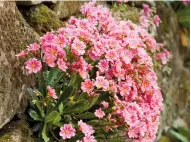  ??  ?? Links: Vom Waldgarten aus fällt der Blick auf die sanft geschwunge­nen Rasenfläch­en und die Skulptur. Oben: Das Porzellanr­öschen ( Lewisia cotyledon) nimmt mit einer Mauerspalt­e vorlieb.