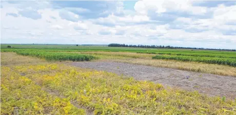  ?? Picture: SUPPLIED ?? COVER CROP: Paul McIntosh says millet is a multipurpo­se crop that can be used for grazing, grain, hay and cover.