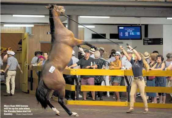  ?? Photo / Dean Purcell ?? More than 900 horses will be up for sale when the Karaka Sales start on Sunday.