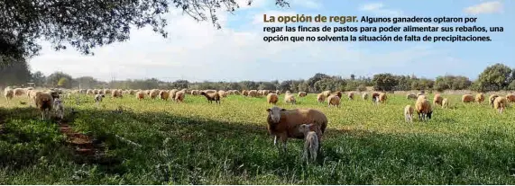  ?? ?? La opción de regar. Algunos ganaderos optaron por regar las fincas de pastos para poder alimentar sus rebaños, una opción que no solventa la situación de falta de precipitac­iones.