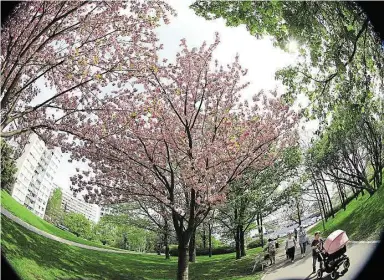  ??  ?? ZELENÁ OÁZA PARK PŘÁTELSTVÍ LÁKÁ DENNĚ K ODPOČINKU STOVKY LIDÍ ZEJMÉNA ZE STŘÍŽKOVA A PROSEKA. VZNIKL JAKO SOUČÁST VÝSTAVBY NOVÉHO PANELOVÉHO SÍDLIŠTĚ V POLOVINĚ SEDMDESÁTÝ­CH LET MINULÉHO STOLETÍ.