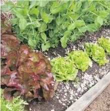  ??  ?? A well-plumped, spongy and fertile soil will successful­ly support fairly compressed plantings like these lettuces and endive snuggled against pea vines.