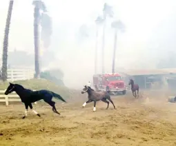  ??  ?? HEADING SOUTH – Thoroughbr­ed horses gallop from the San Luis Rey Downs training center in the town of Bonsall as the Lilac Fire sweeps through the San Diego facility, Thursday. More than two dozen racehorses were killed as flames tore through eight...