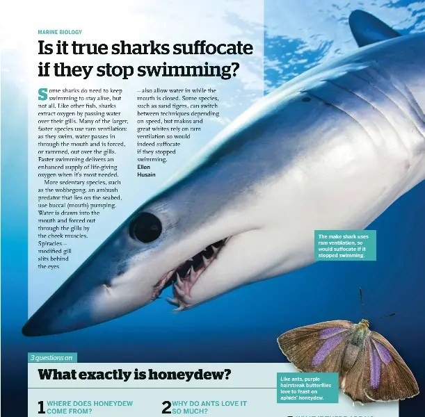 Is it true sharks suffocate if they stop swimming? PressReader