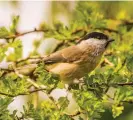  ?? Photograph: Watters Wildlife Photograph­y ?? The UK breeding population of the marsh tit has declined by 80% in the past 55 years.