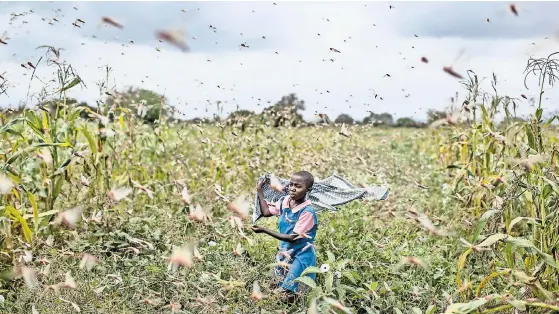  ?? BEN CURTIS/ASSOCIATED PRESS; ABAJO, REUTERS ?? La pandemia ha golpeado las áreas vulnerable­s que luchan con el cambio climático. Las langostas invadieron Kenia (sup.), y un ciclón afectó Bangladesh.