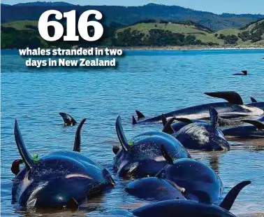  ??  ?? Above: Dead Pilot whales line the shore during a mass stranding at Farewell Spit yesterday. More than 400 whales were stranded on a New Zealand beach on Friday, with most of them dying quickly as frustrated volunteers raced to save the survivors.