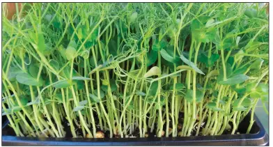  ?? (Associated Press file photo/Dean Fosdick) ?? Grow your own microgreen­s kits typically include a tray, soil and seeds, in this case green pea seeds.