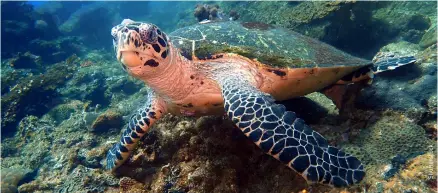  ?? ?? A hawksbill turtle at Crack Reef, Tunku Abdul Rahman Park