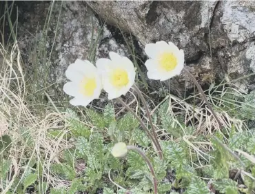  ?? PICTURE: PA ?? 0 Mountain avens are classed as vulnerable to extinction in England