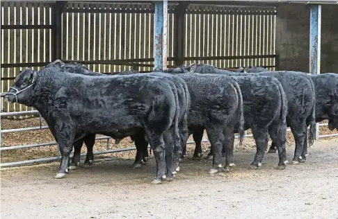  ?? ?? BREEDING SUCCESS: Alastair Fraser with one of the Aberdeen-Angus bulls from the Idvies herd and, above, the six bulls which are heading to the upcoming sales at Stirling. Pictures by Gareth Jennings.