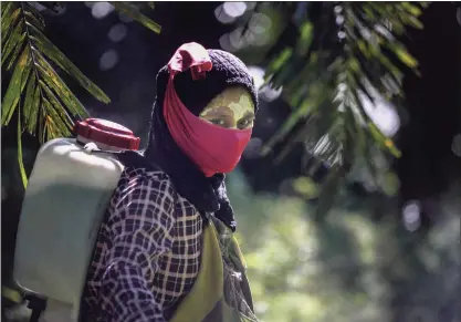  ?? Associated Press photos ?? A female worker walks with a pesticide sprayer on her back at a palm oil plantation in Sumatra, Indonesia. Some workers use a yellow paste made of rice powder and a local root as a sunblock.