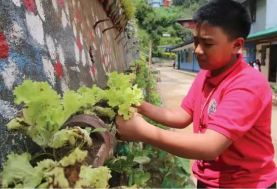  ?? Photo by Milo Brioso ?? ECO-FRIENDLY – A student from Pinsao National High School tends to the vegetable garden at the backyard, the school landed on the Top 5 of the National Search for Sustainabl­e and Eco-Friendly Schools.