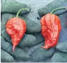  ??  ?? SCALDING
Carolina Reaper