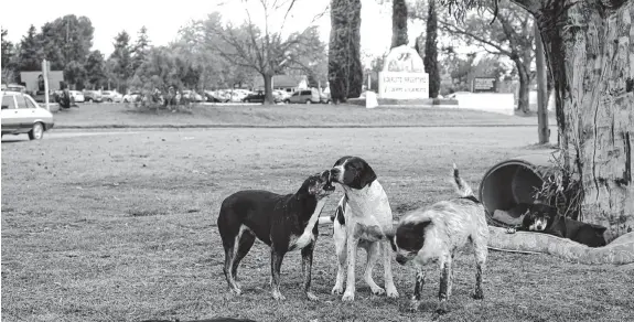  ?? RODRIGO GARCÍA - LA NUEVA. ?? El Parque de Mayo es uno de los espacios más frecuentad­os por los animales en situación de calle. Discuten qué hacer con los perros peligrosos.