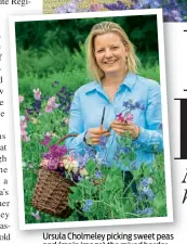  ??  ?? Ursula Cholmeley picking sweet peas and (main image) the mixed border