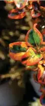  ??  ?? BELOW FROM LEFT TO RIGHT: Pittosporu­m eugenioide­s Variegatum; Protea Green Satin; Coprosma Pacific Sunset; Coprosma Tequila Sunrise; Phylica pubescens; Magnolia stellata; Idesia polycarpa.
