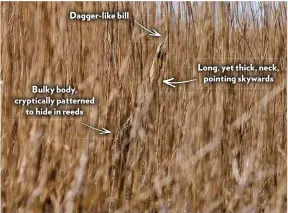  ?? ?? Dagger-like bill
Bulky body, crypticall­y patterned to hide in reeds
Long, yet thick, neck, pointing skywards
