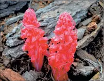  ?? (Photo: Adobe Stock) ?? The snow plant appears as snow melts.